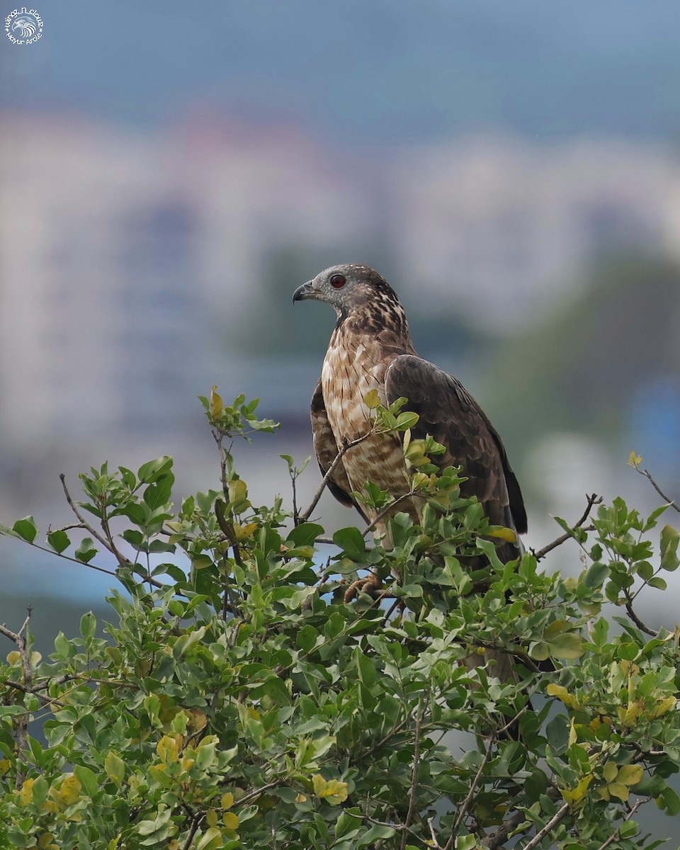 Oriental Honey-buzzard - ML644143064