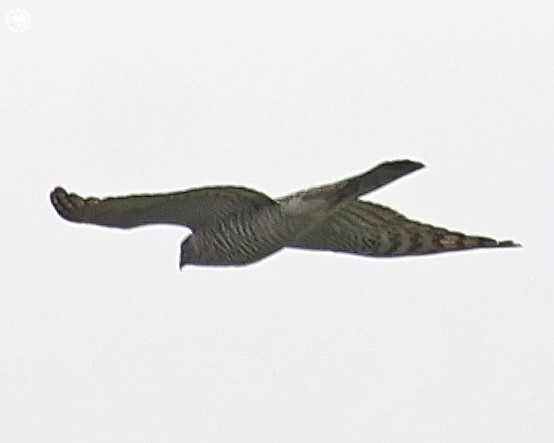 Eurasian Sparrowhawk - ML644143070