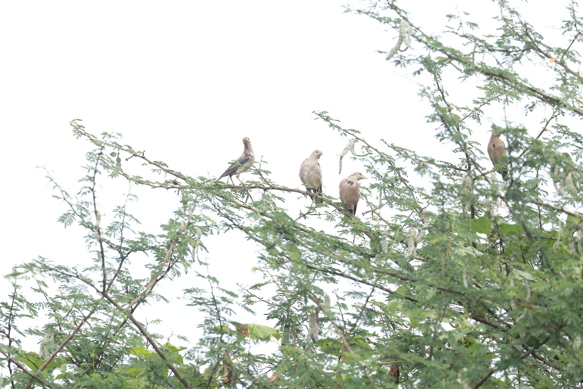 Rosy Starling - ML644143074