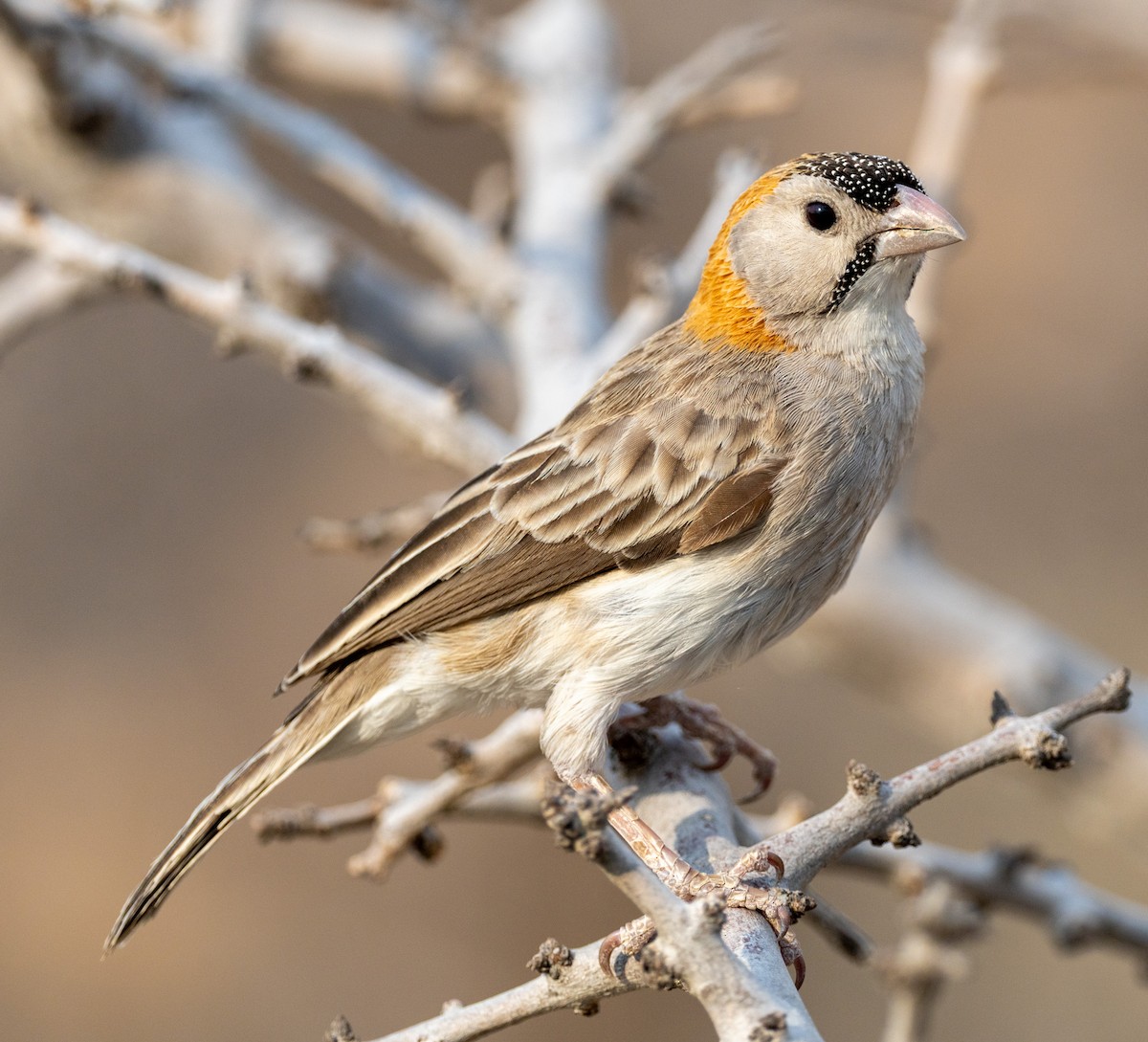 Speckle-fronted Weaver - ML644143080