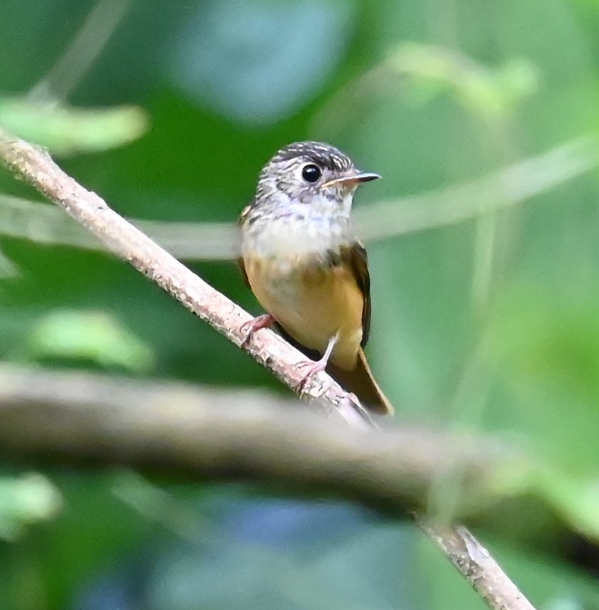Ferruginous Flycatcher - ML644143081