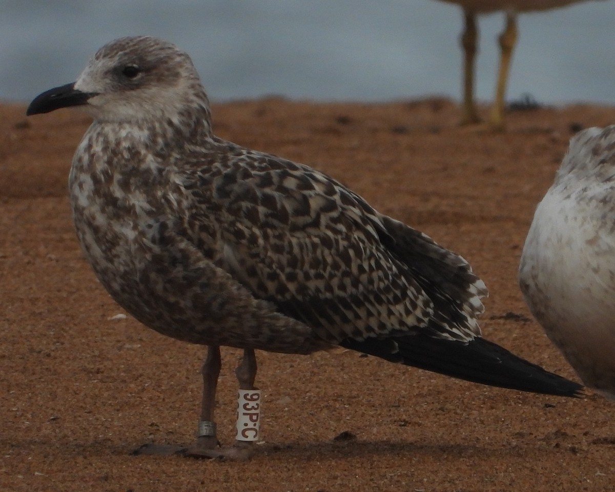 Lesser Black-backed Gull - ML644143089