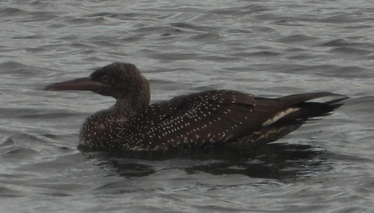 Northern Gannet - ML644143099