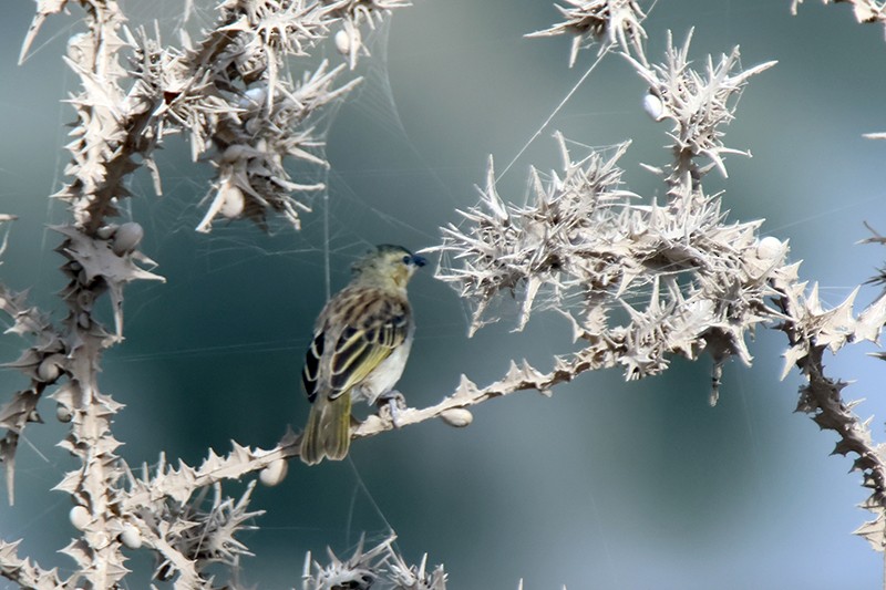 Black-headed Weaver - ML644143109