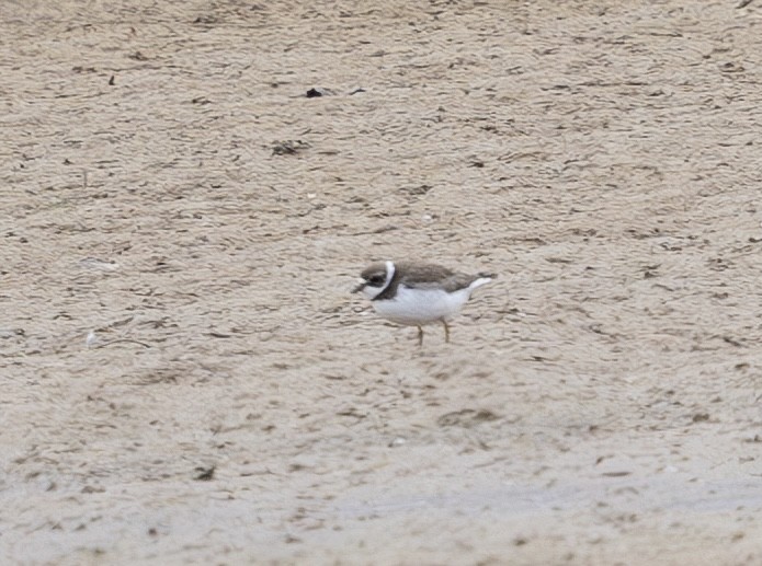 Semipalmated Plover - ML644143114