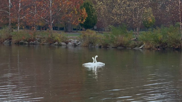 Trumpeter Swan - ML644143116
