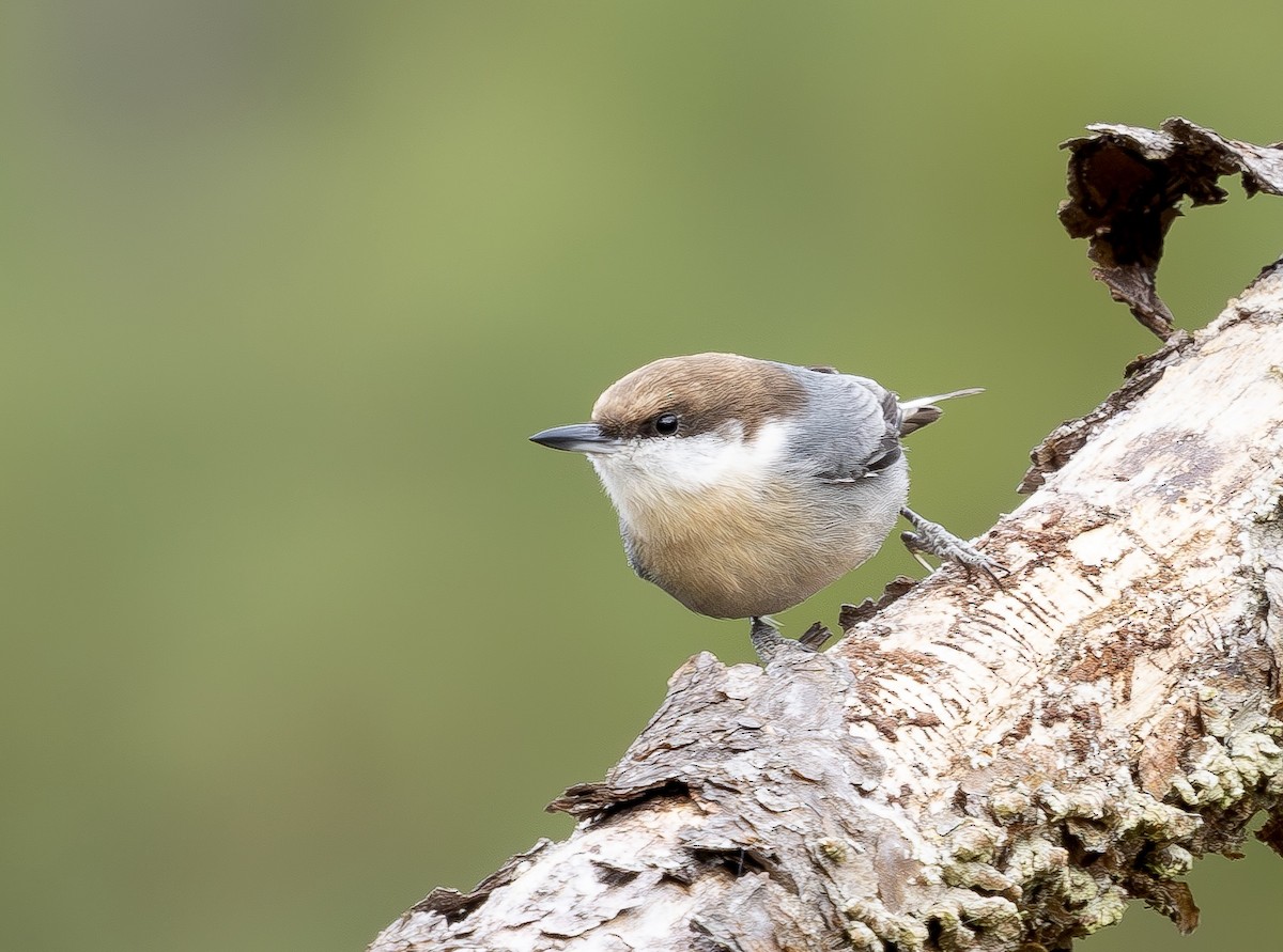 Brown-headed Nuthatch - ML644143120
