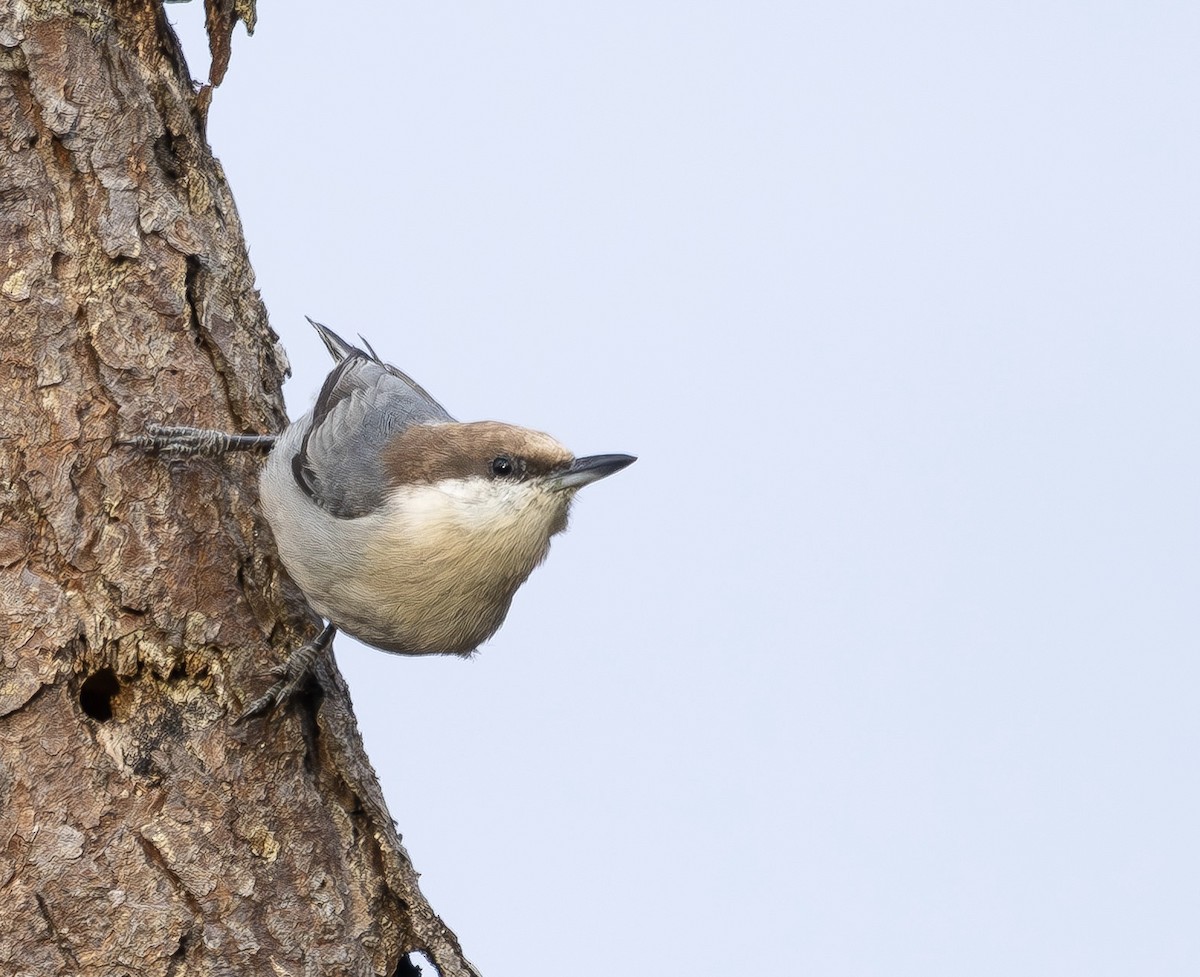 Brown-headed Nuthatch - ML644143121