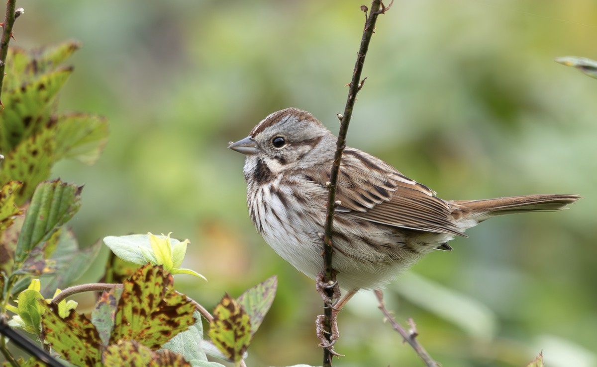 Song Sparrow - ML644143126