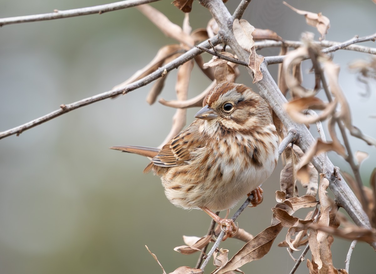 Song Sparrow - ML644143127