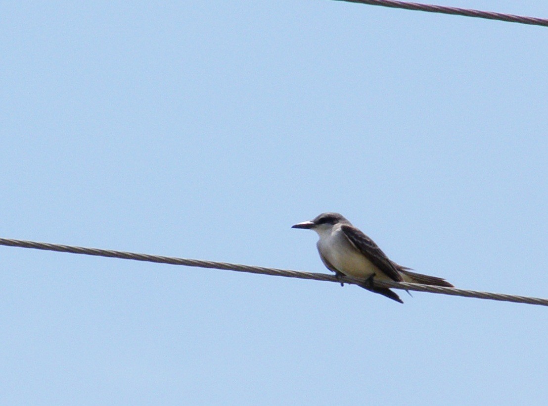 Gray Kingbird - ML644143148