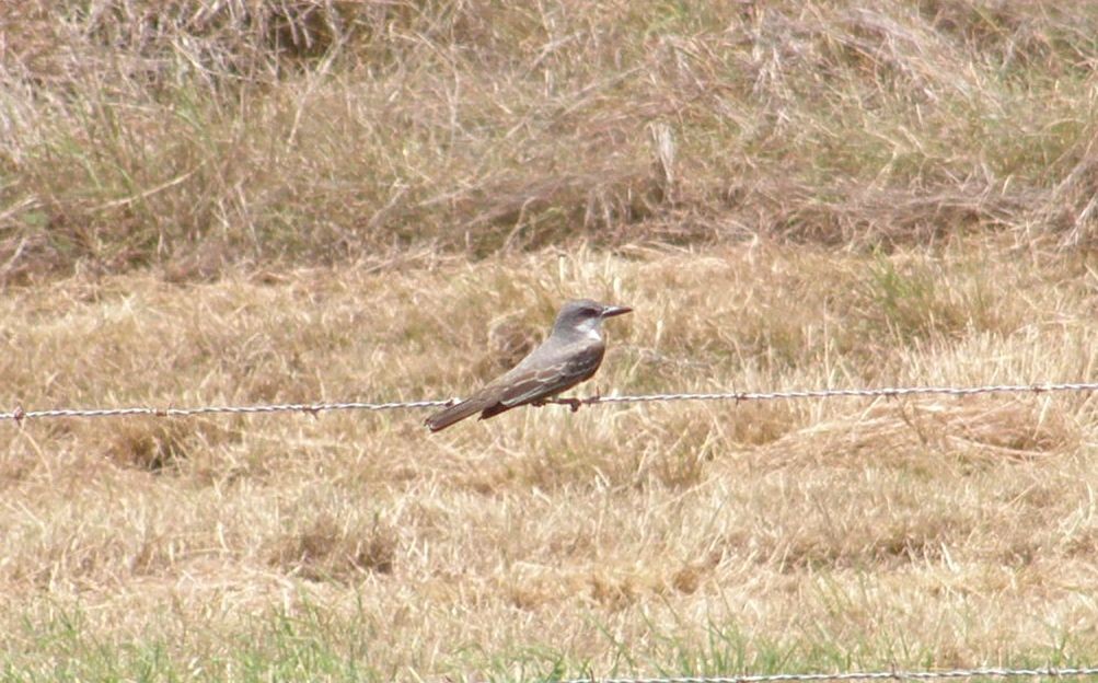 Gray Kingbird - ML644143149