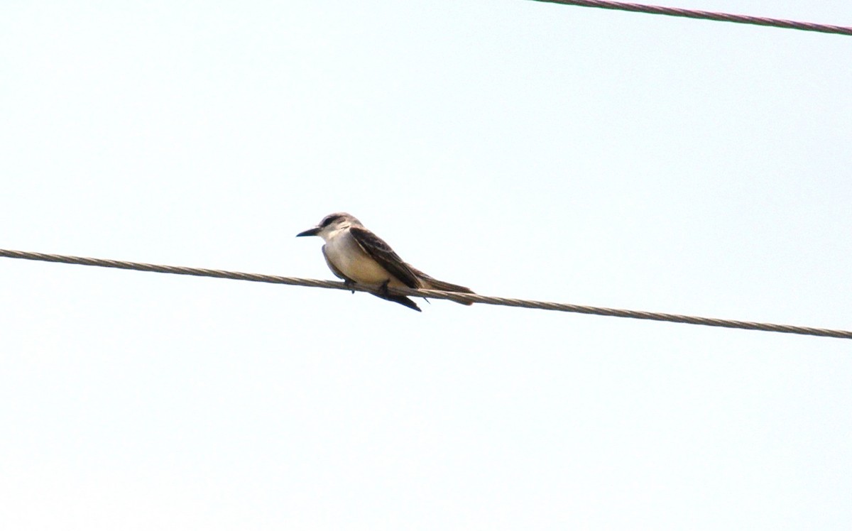 Gray Kingbird - ML644143150