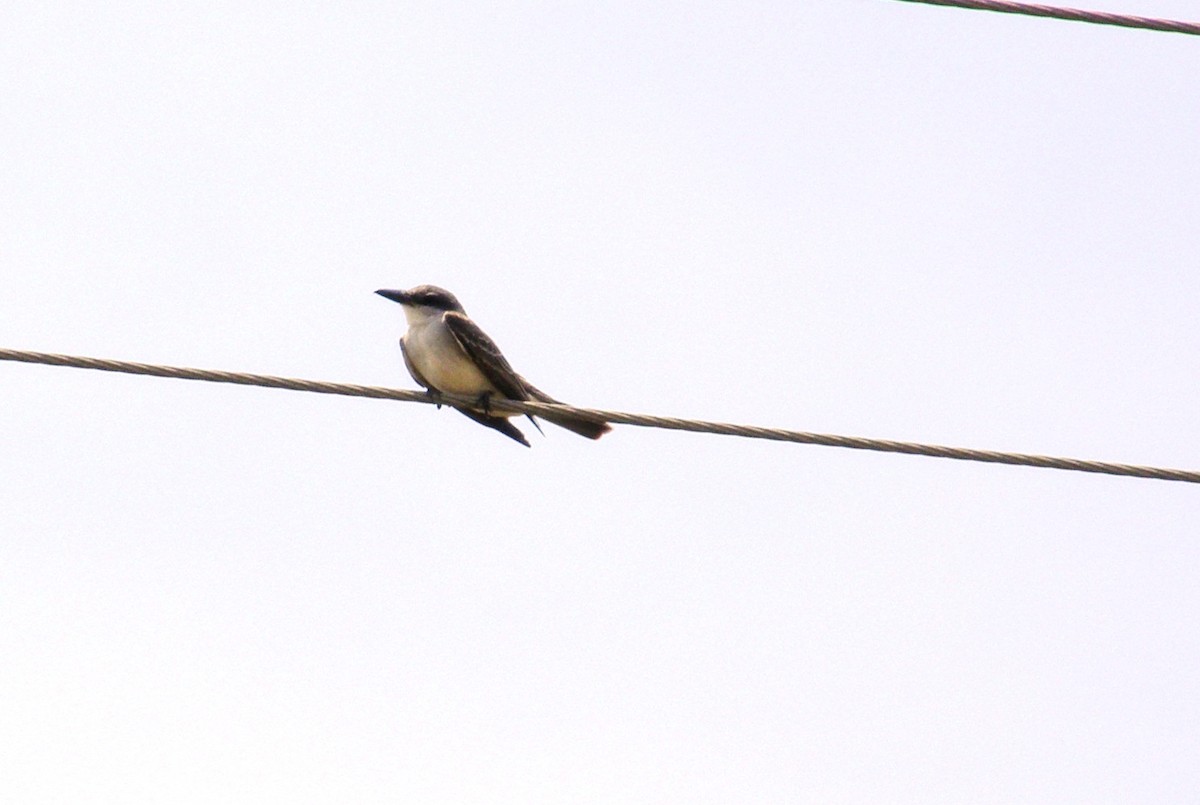 Gray Kingbird - ML644143151