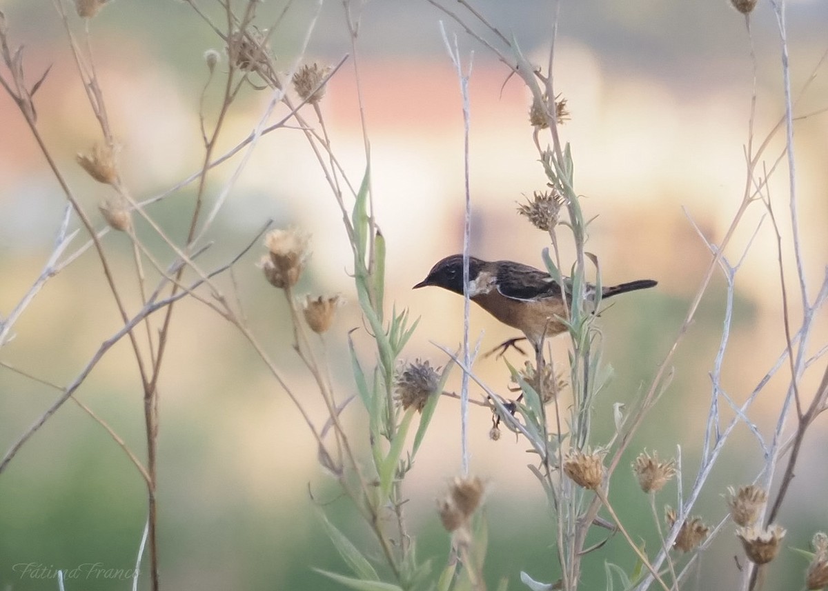 European Stonechat - ML644143182