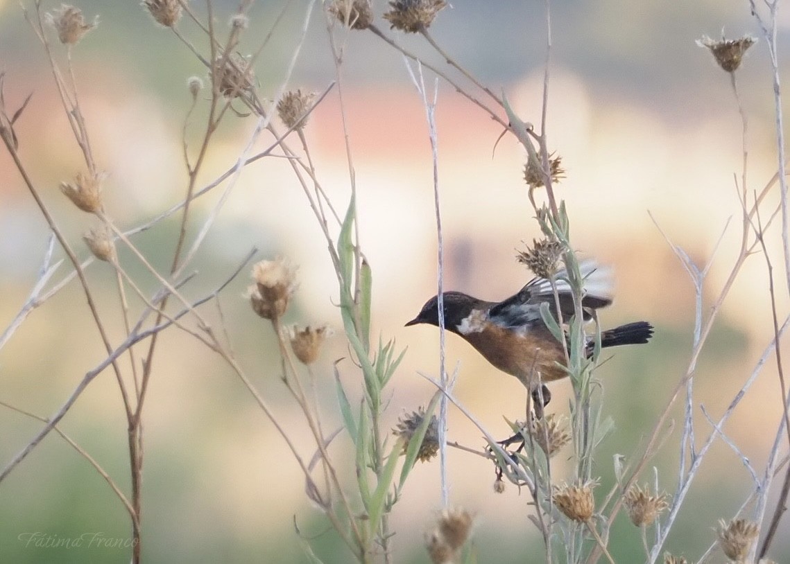 European Stonechat - ML644143183