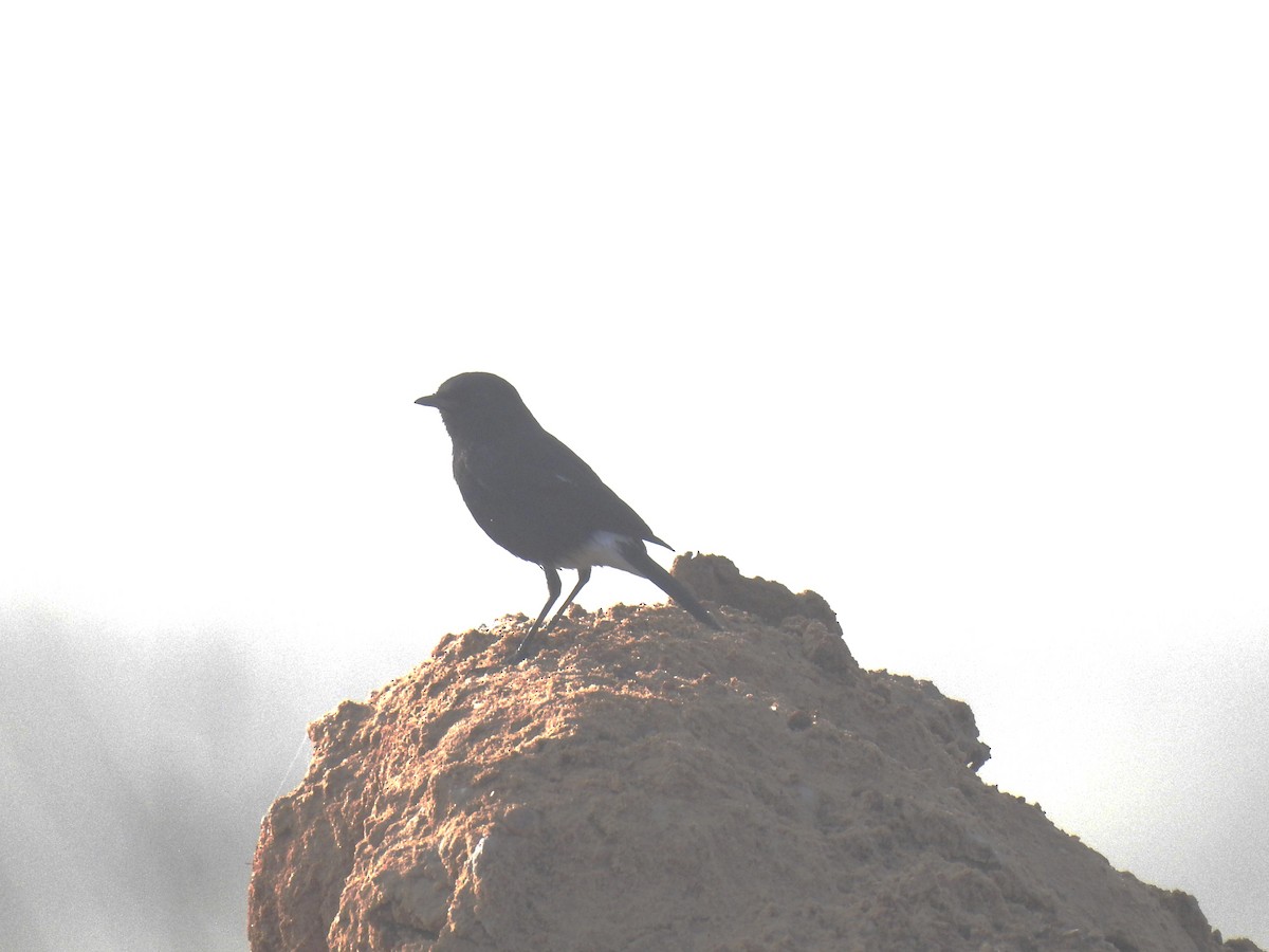 Pied Bushchat - ML644143189