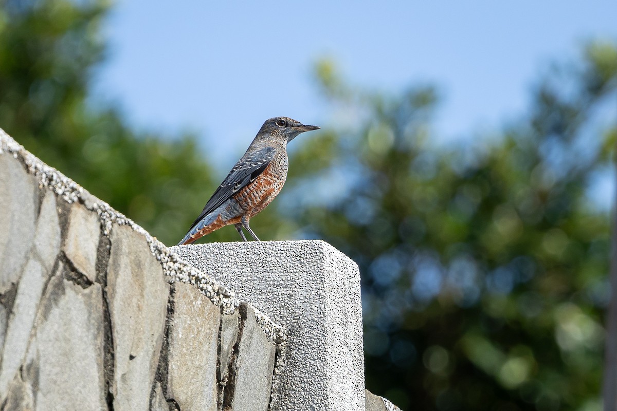 Blue Rock-Thrush - ML644143208