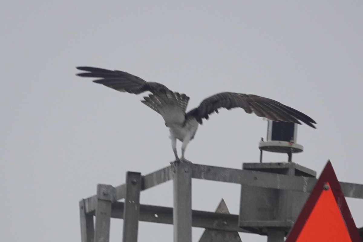 Osprey - ML644143236
