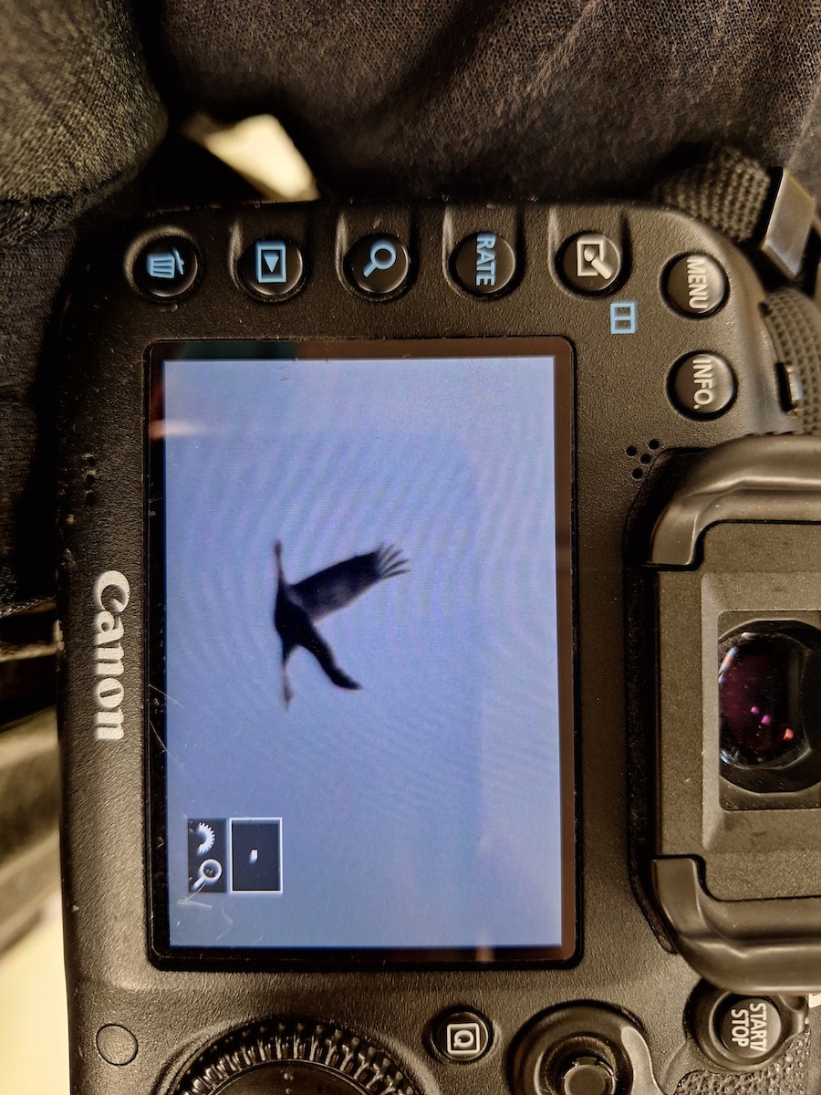 Hooded Crane - ML644143237