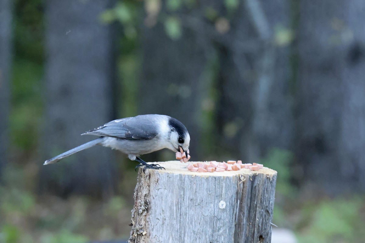 Canada Jay - ML644143263