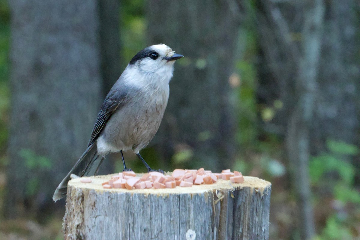 Canada Jay - ML644143264