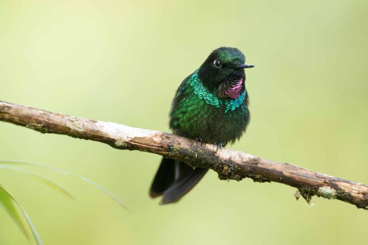 Tourmaline Sunangel - ML644143277