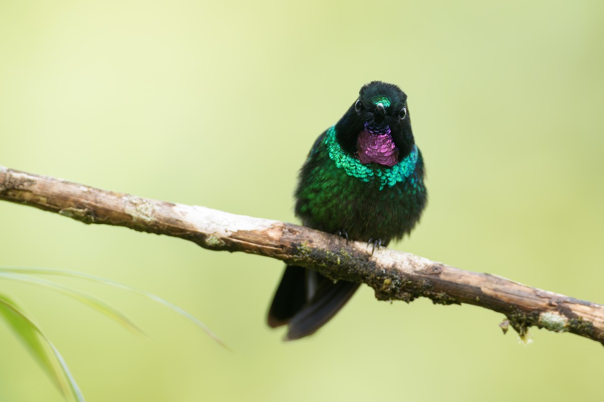 Tourmaline Sunangel - ML644143278