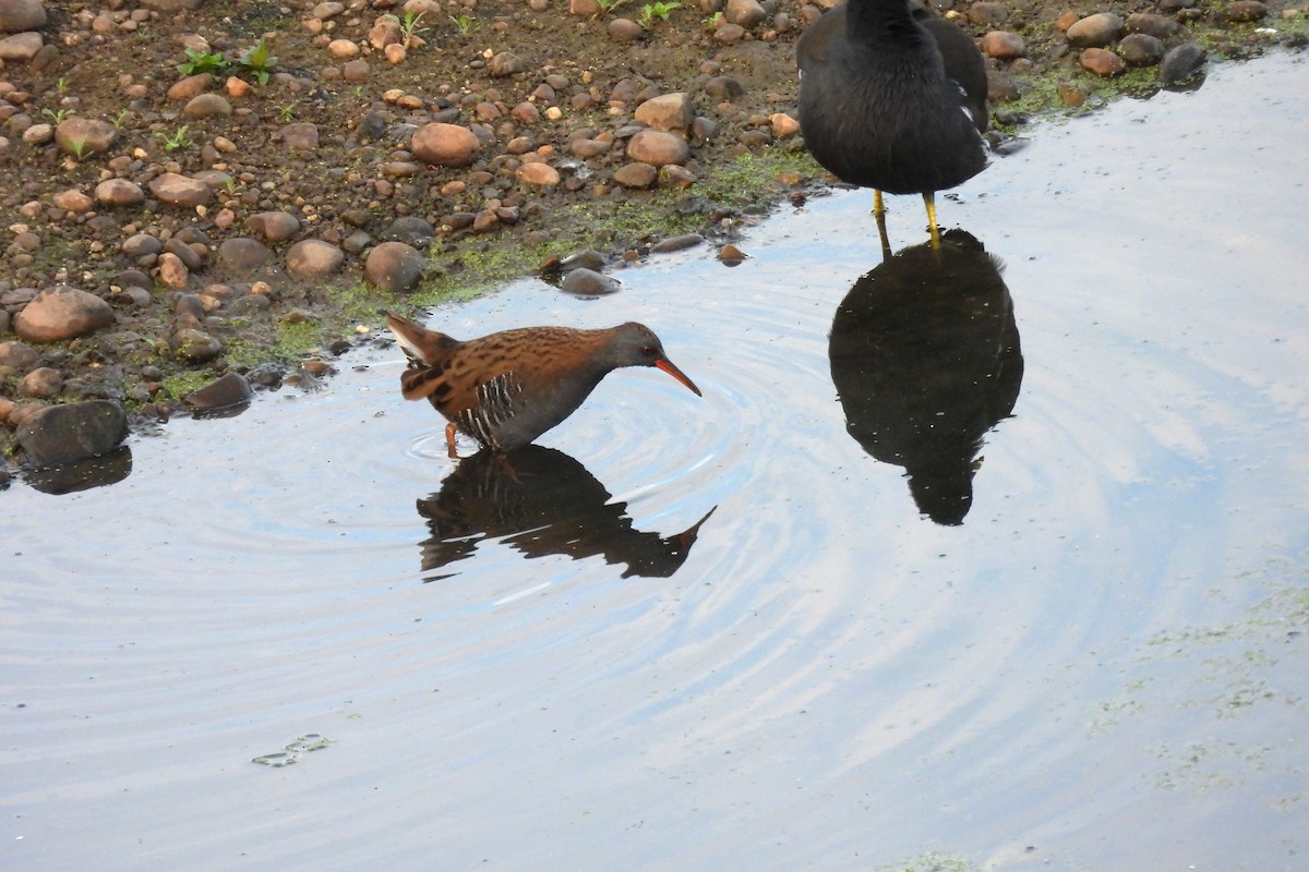Water Rail - ML644143298