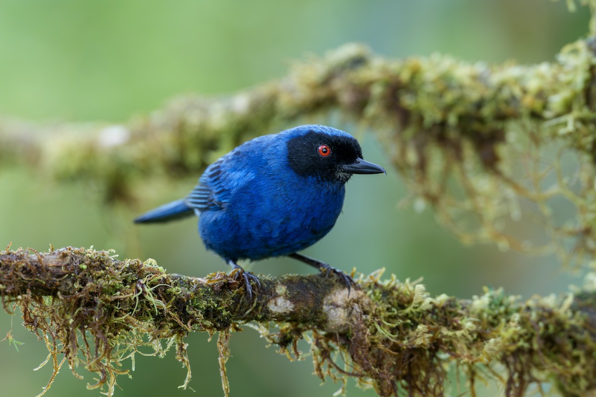Masked Flowerpiercer - ML644143313
