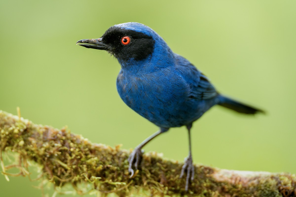 Masked Flowerpiercer - ML644143314