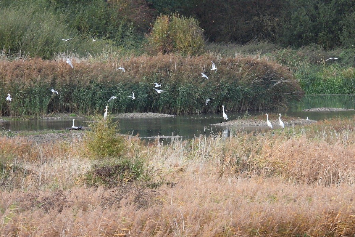 Great Egret - ML644143317