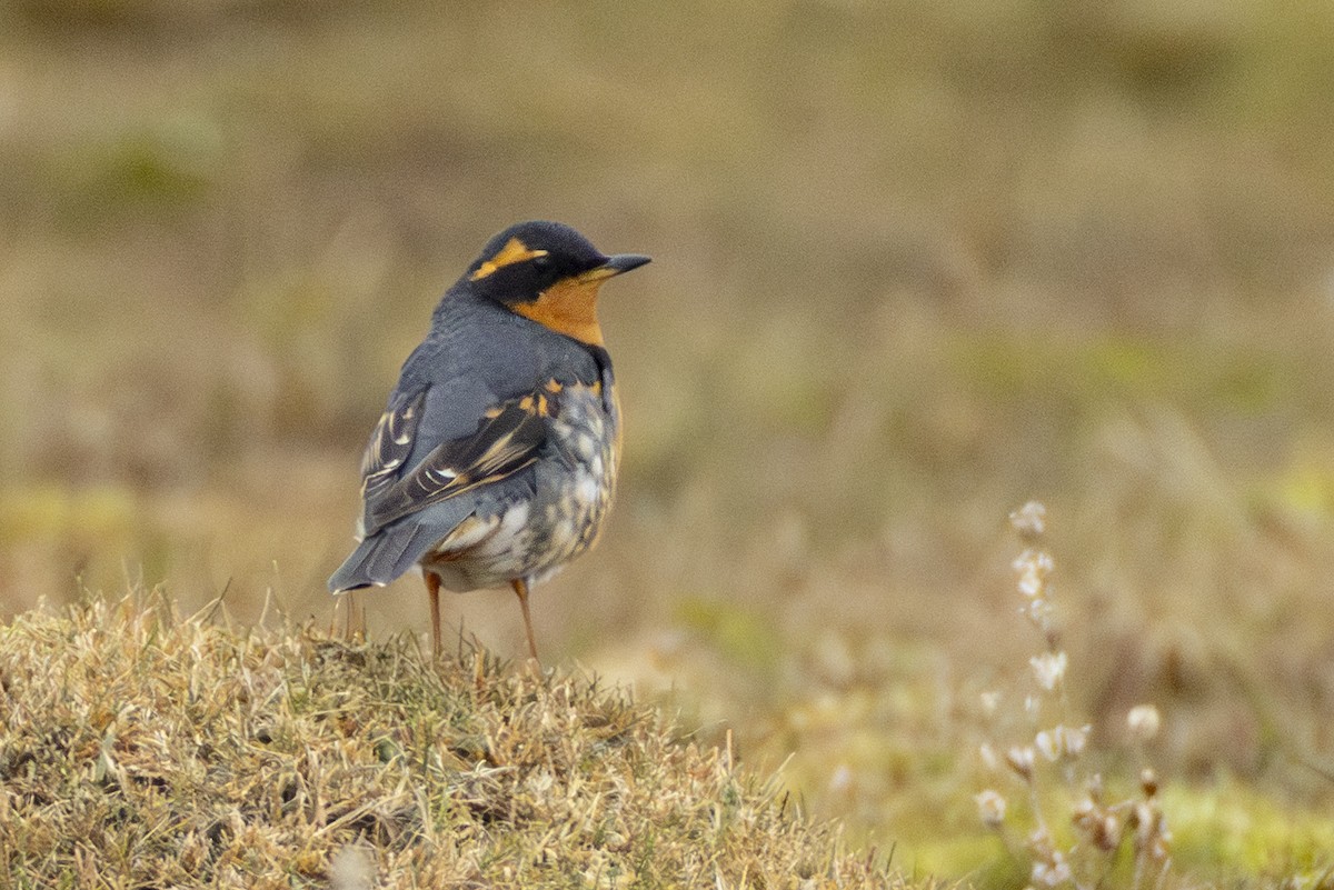 Varied Thrush - ML644143321
