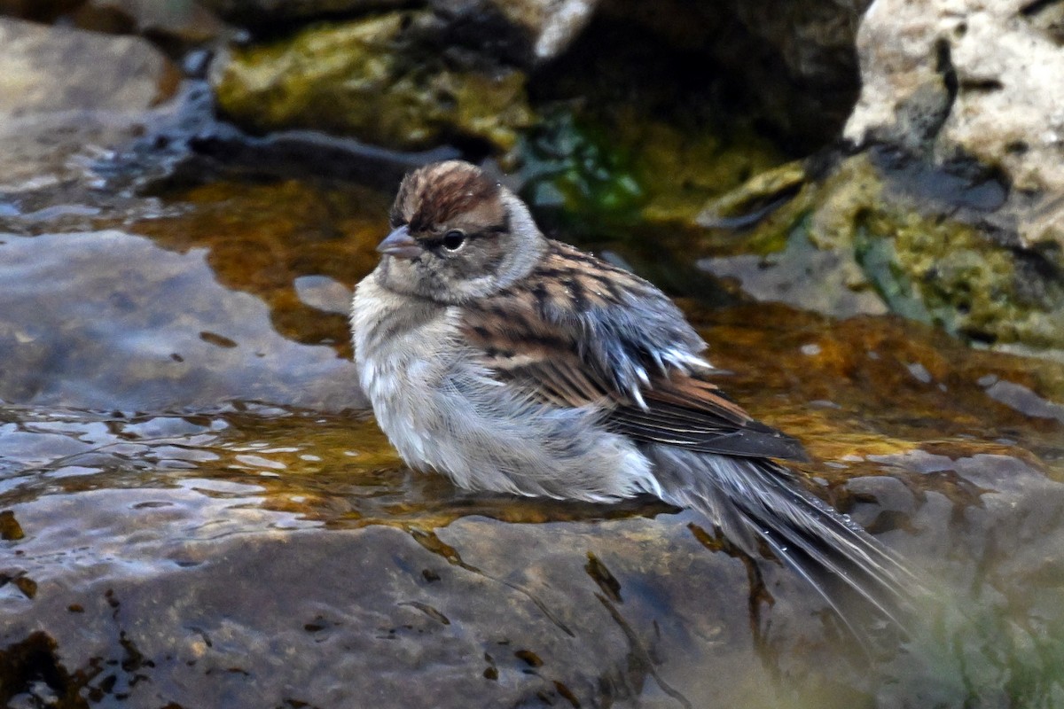 Chipping Sparrow - ML644143326