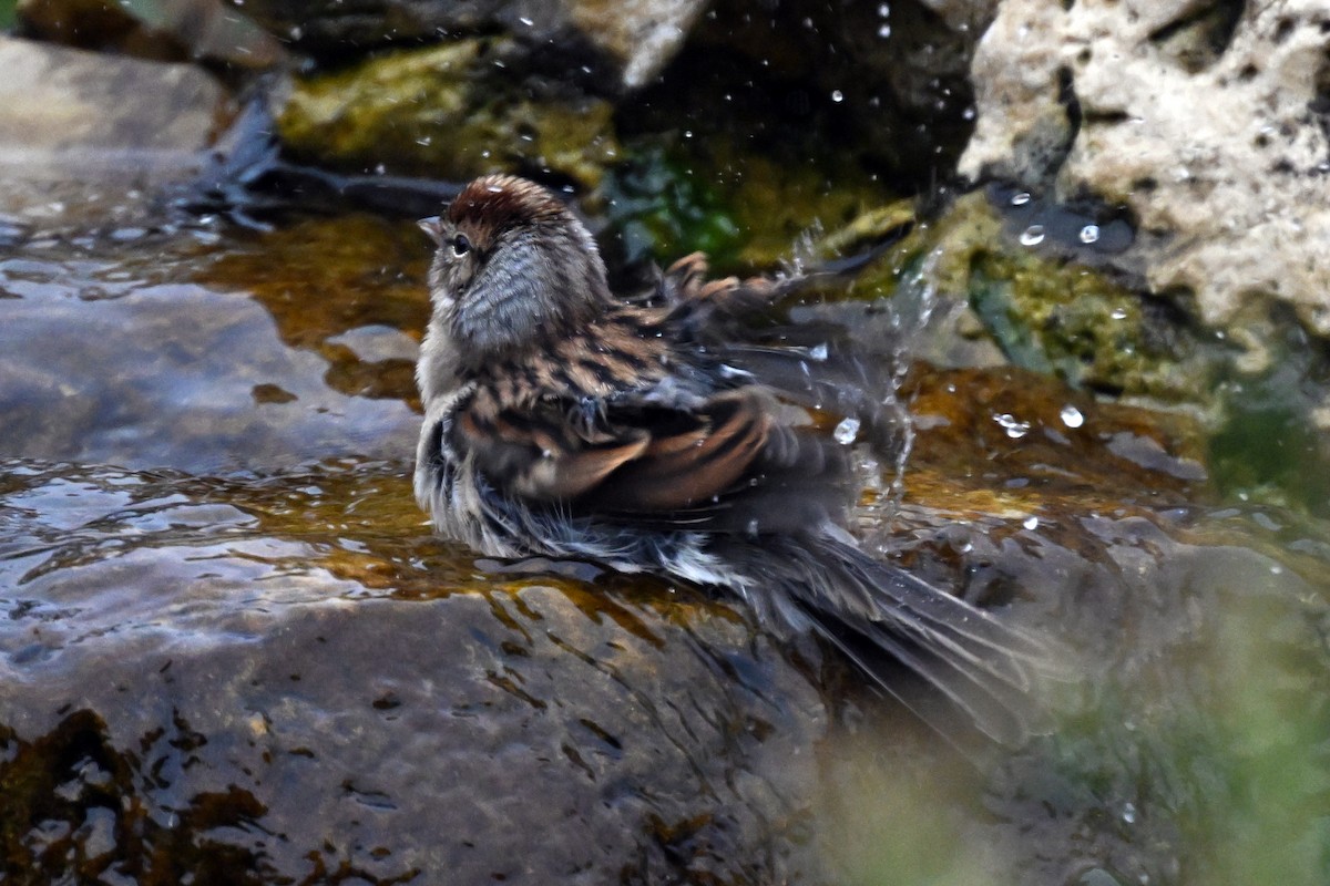 Chipping Sparrow - ML644143327