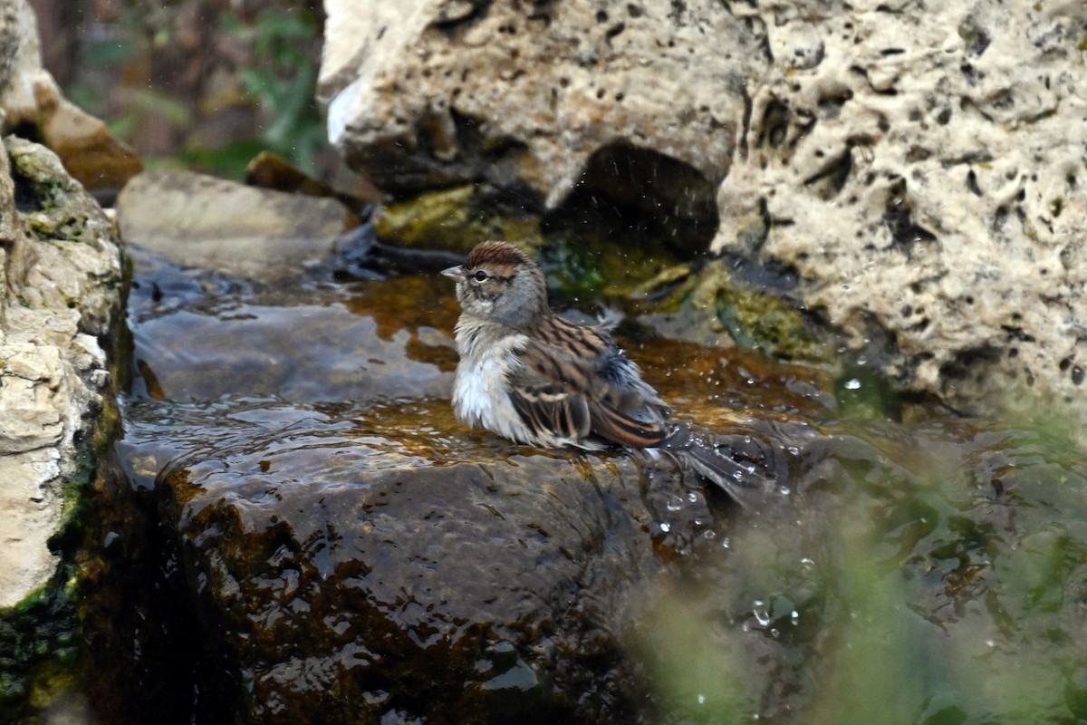 Chipping Sparrow - ML644143328
