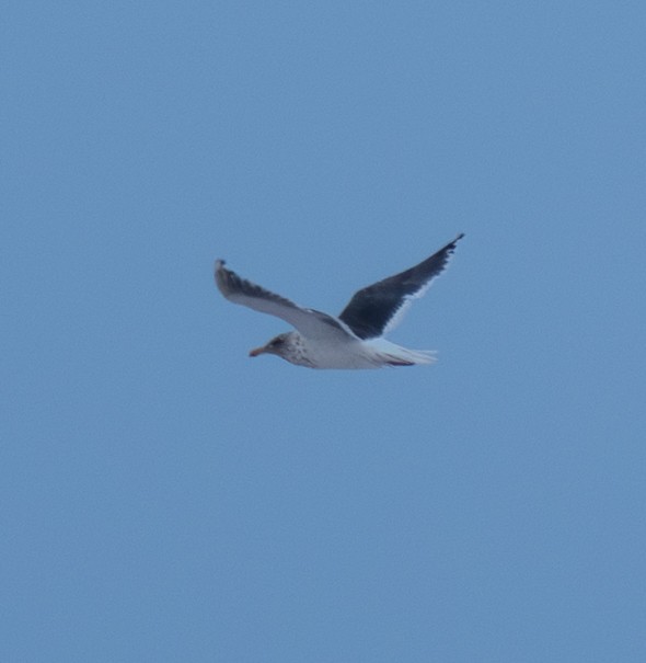 Slaty-backed Gull - ML644143335
