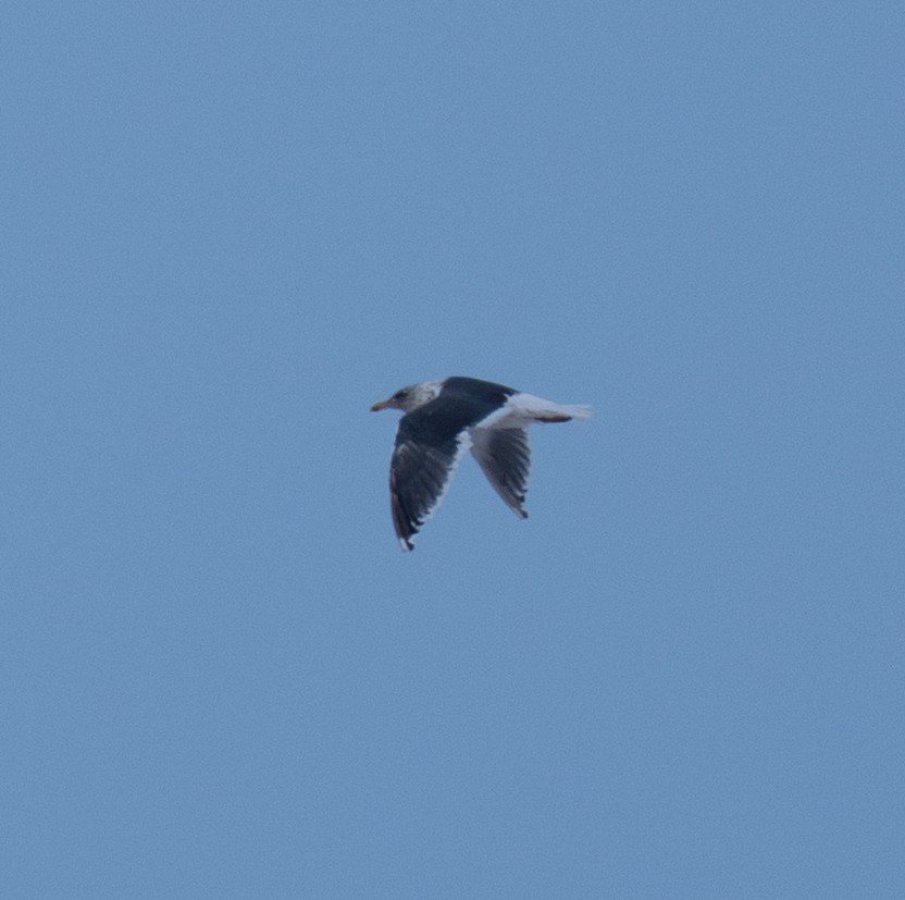 Slaty-backed Gull - ML644143336