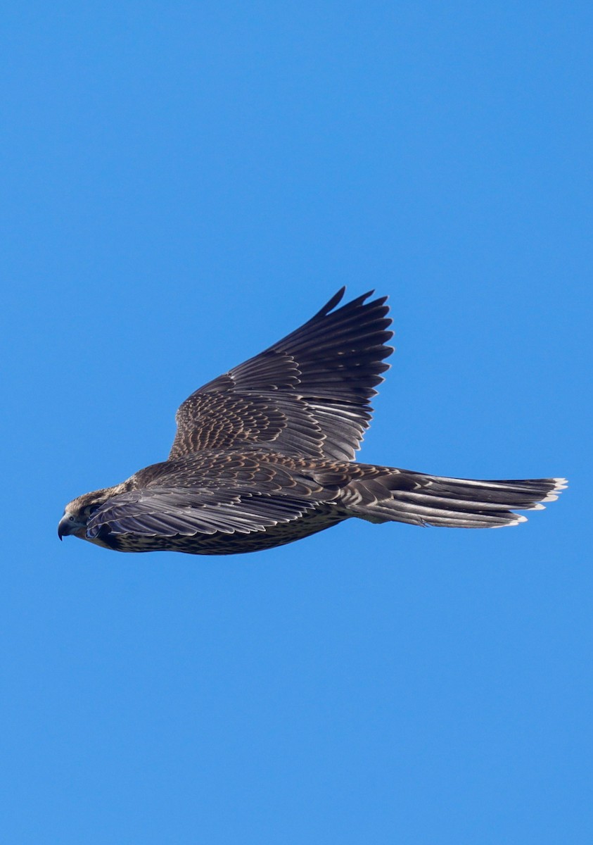 Peregrine Falcon - ML644143339