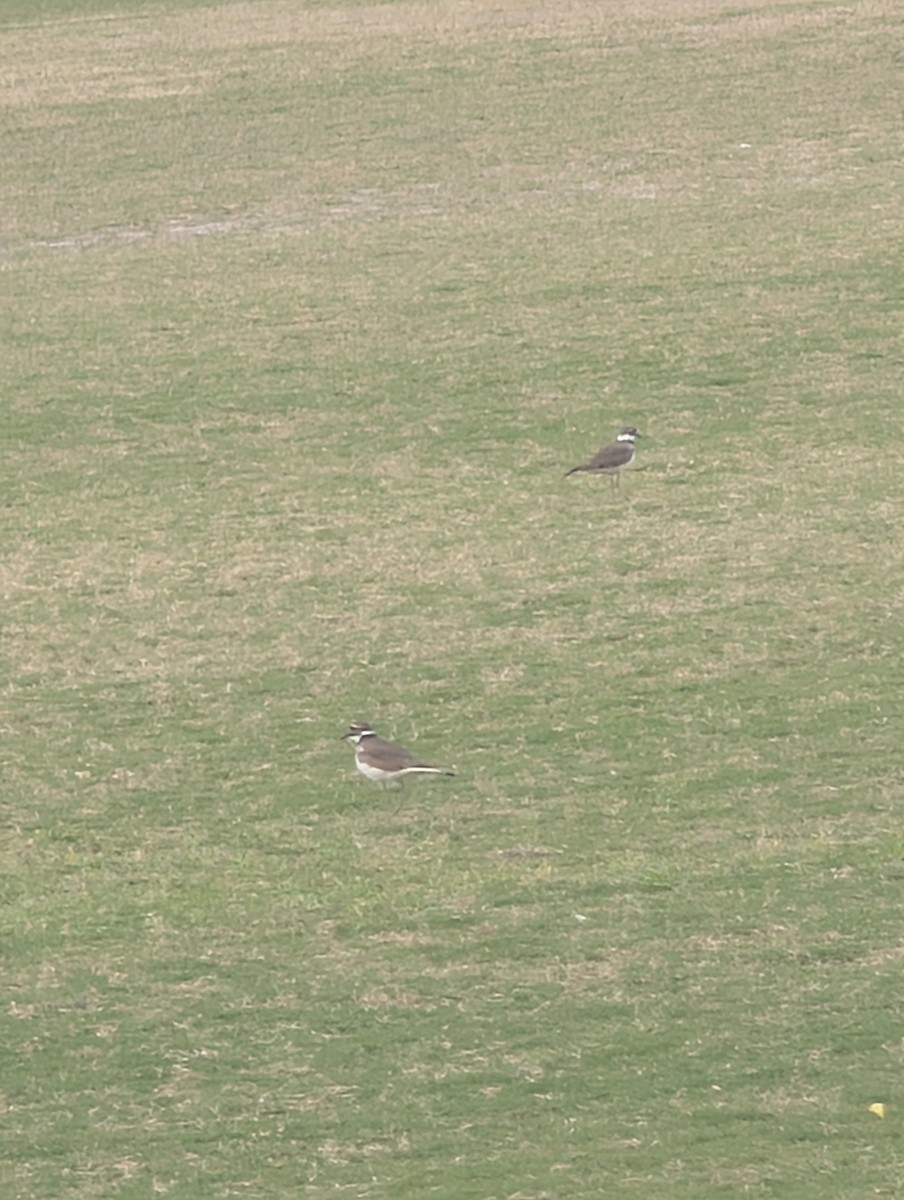 Killdeer - ML644143344