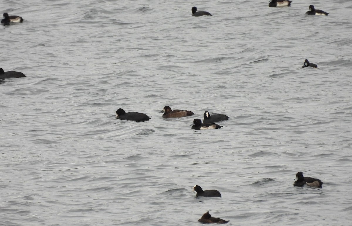 Greater Scaup - ML644143346