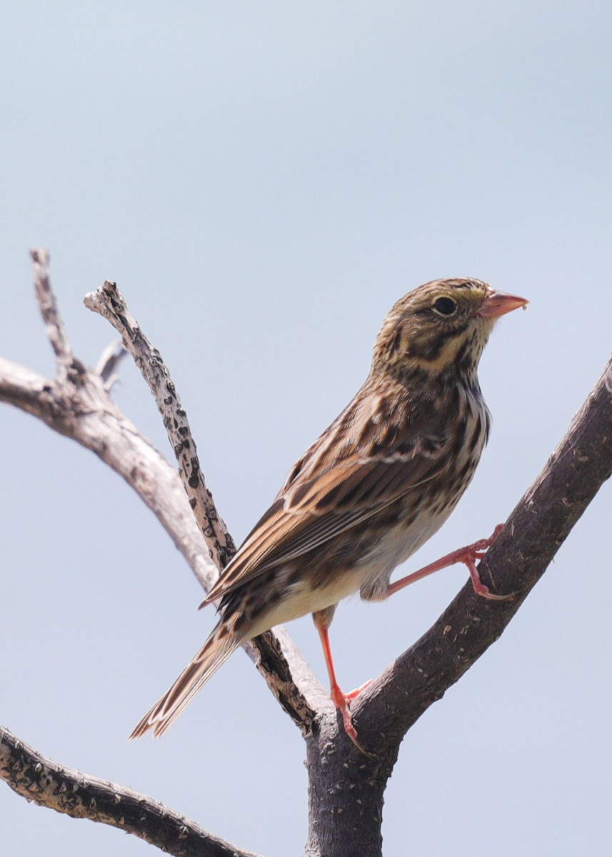 Savannah Sparrow - ML644143355