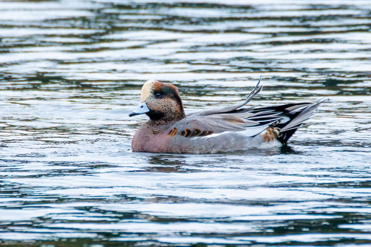 Hybride Canard siffleur x C. d'Amérique - ML644143364