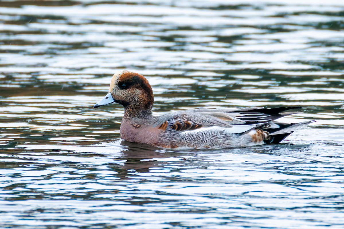 Hybride Canard siffleur x C. d'Amérique - ML644143377