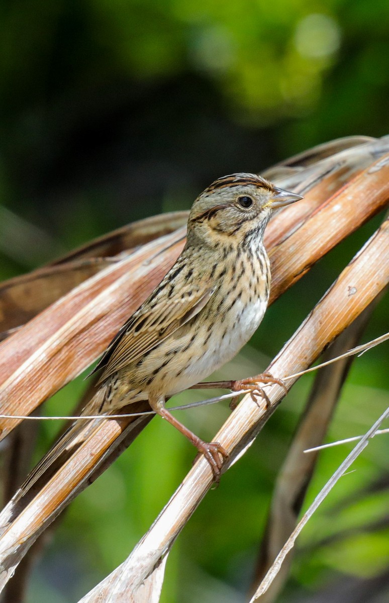 Lincoln's Sparrow - ML644143382