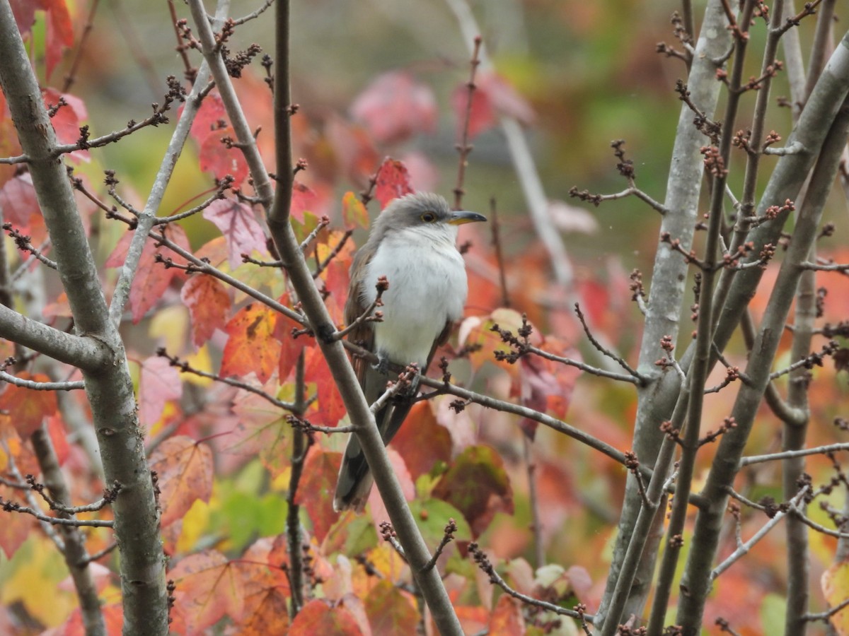 Yellow-billed Cuckoo - ML644143386