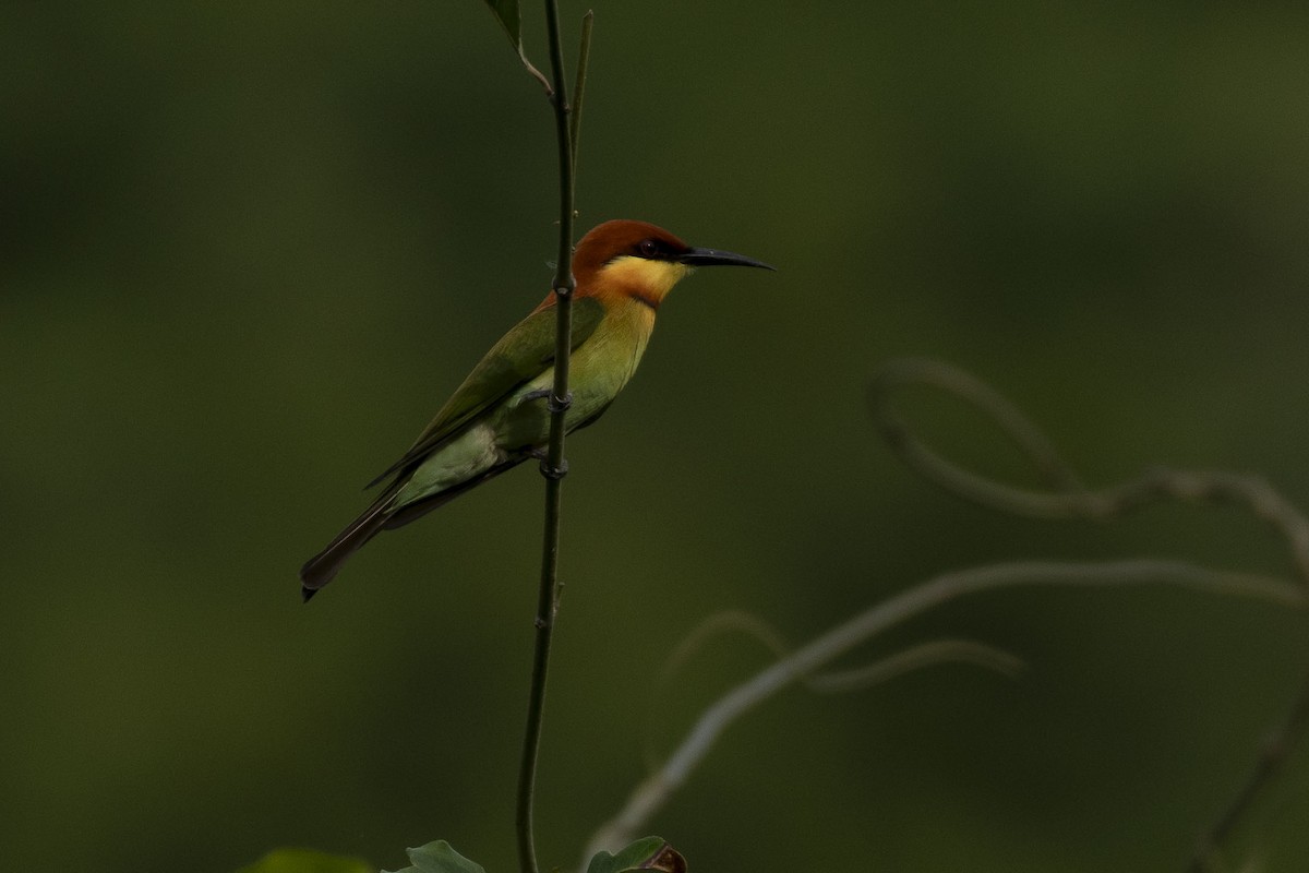 Chestnut-headed Bee-eater - ML644143388