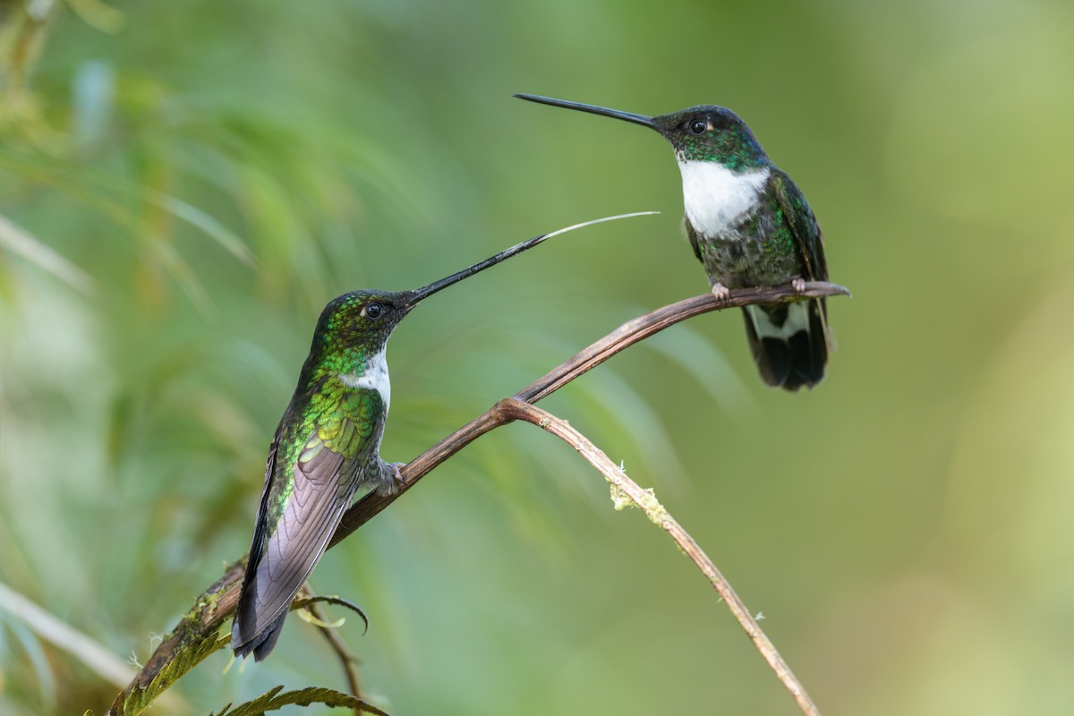 Collared Inca - ML644143397