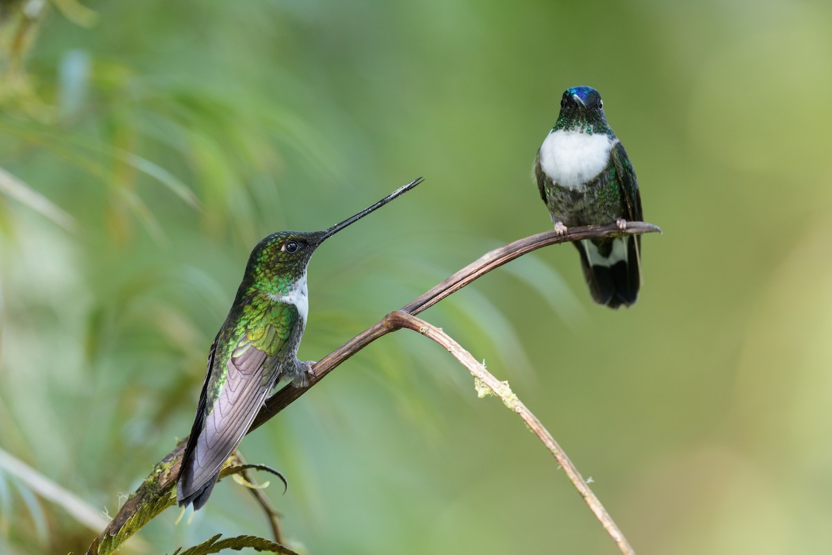 Collared Inca - ML644143398