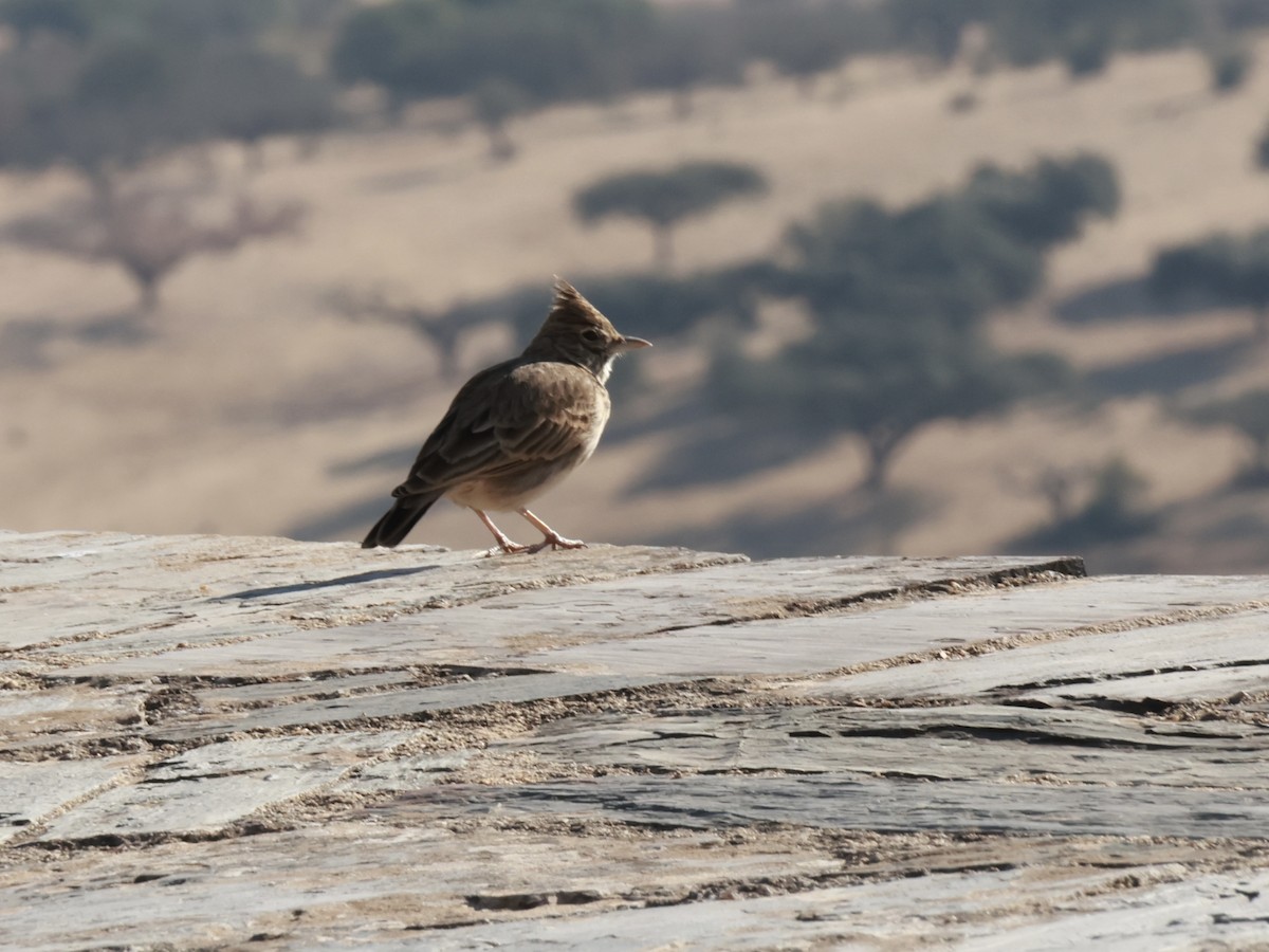 Crested Lark - ML644143406
